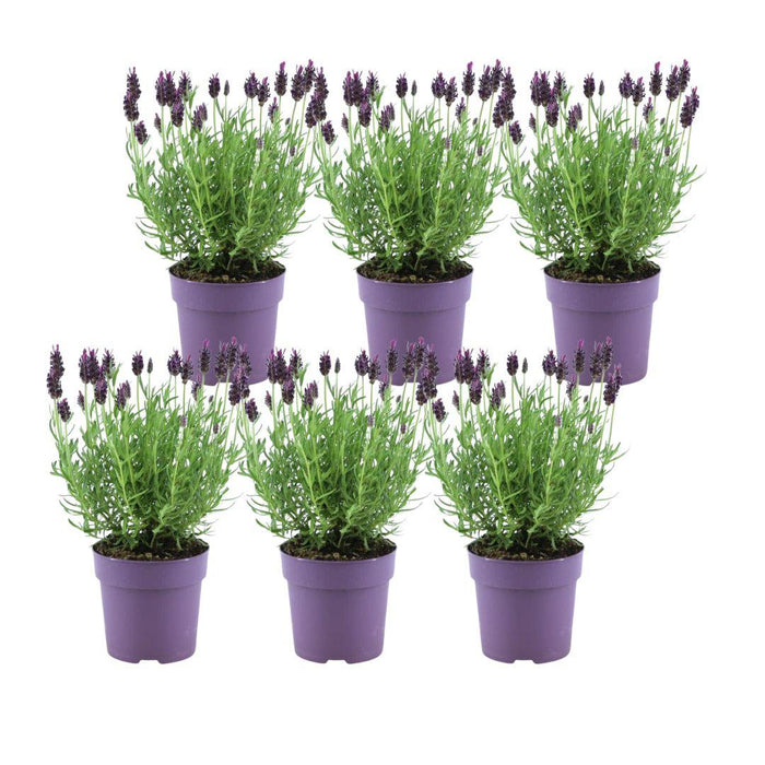 Lavendel Stoechas Anouk® Sett Med 6 - D12 Cm - Blomstrende Utendørs Plante