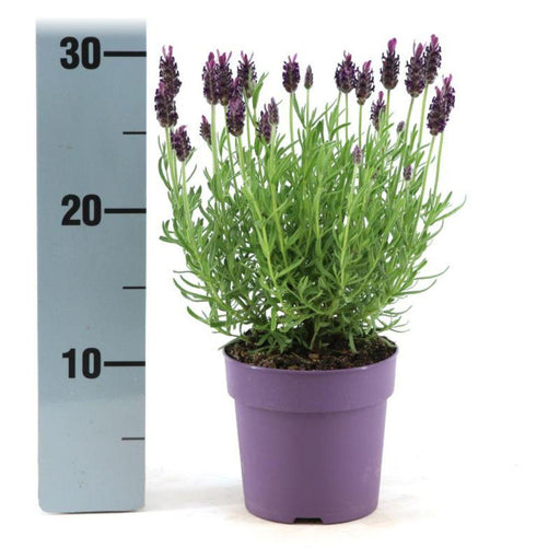 Lavendel Stoechas Anouk® Sett Med 6 - D12 Cm - Blomstrende Utendørs Plante