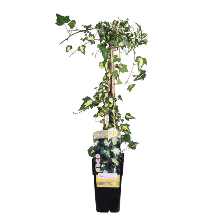 Eføy Hedera Colchica 'Dentata Variegata' - ↨65Cm - Ø15 - Uteplante