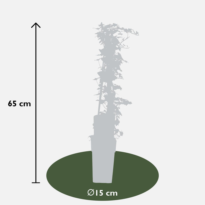 Eføy Hedera Helix - ↨65Cm - Ø15 - Klatrefriluftsanlegg