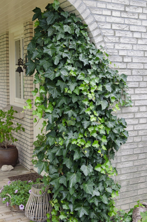 Eføy Hedera Helix - ↨65Cm - Ø15 - Klatrefriluftsanlegg