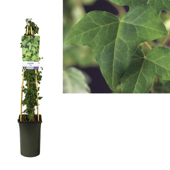 Ivy Hedera Helix D17Cm H75Cm