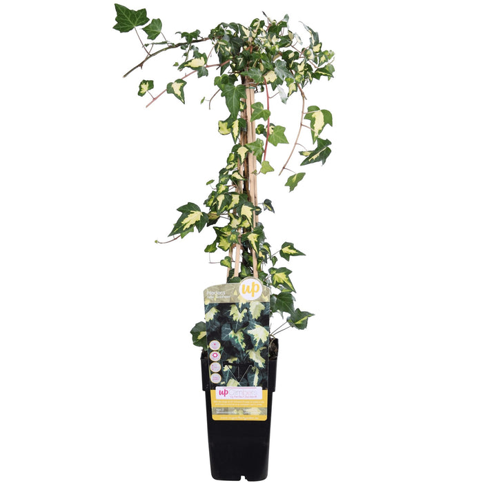 Ivy Hedera Helix 'Goldheart' - ↨65Cm - Ø15 - Uteplante