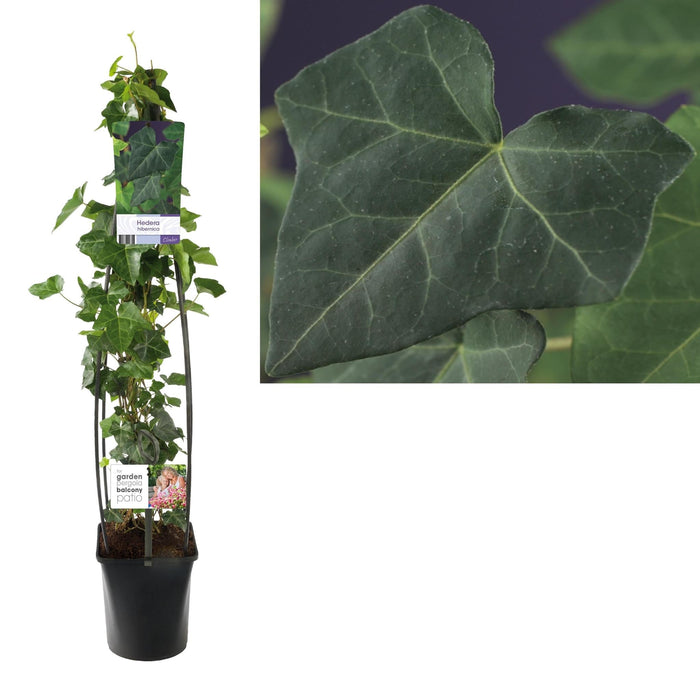 Ivy Hedera Hibernica H115Cm