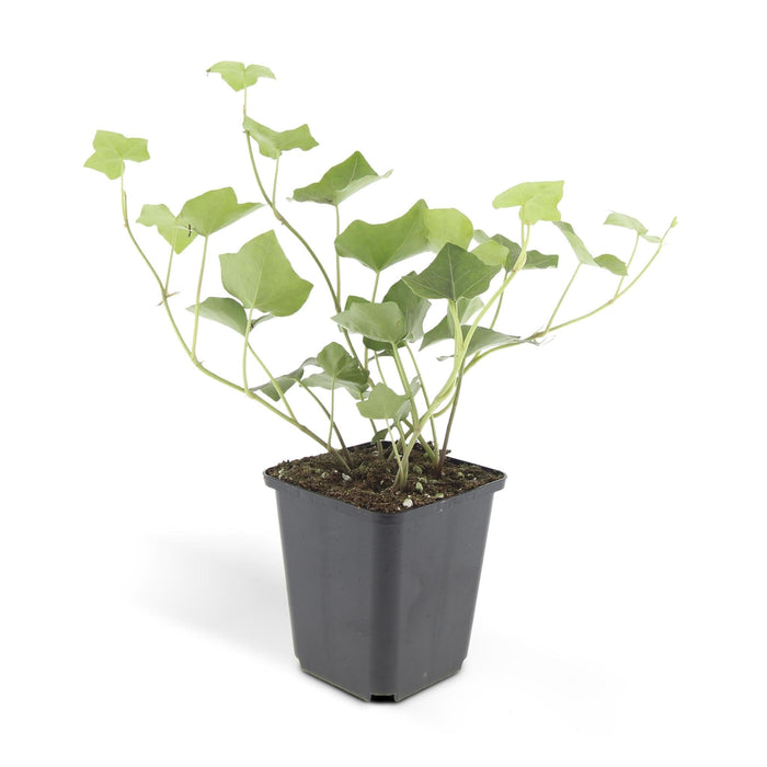 Ivy Hedera Hibernica - Sett Med 6 Stk