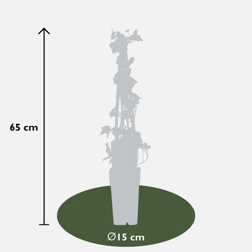 Eføy - Hedera Irish - ↨65Cm - Ø15 - Klatre Utendørs Plante