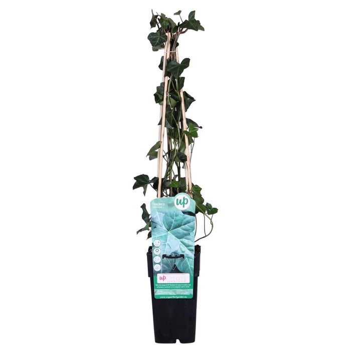 Eføy - Hedera Irish - ↨65Cm - Ø15 - Klatre Utendørs Plante