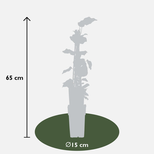 Eføy - Sett Med 4 - ↨65Cm - Ø15 - Utendørs Klatreanlegg