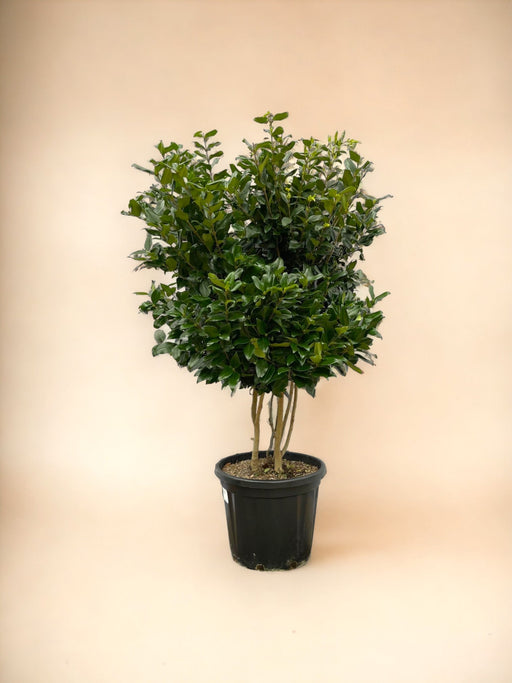 Ligustrum Texano