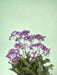 Limonium Salt Lake