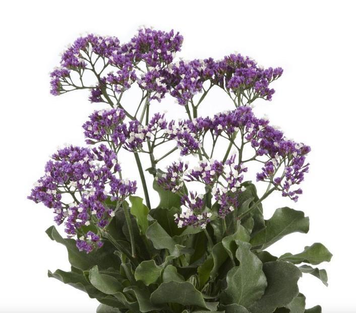 Limonium Salt Lake