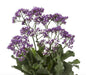 Limonium Salt Lake