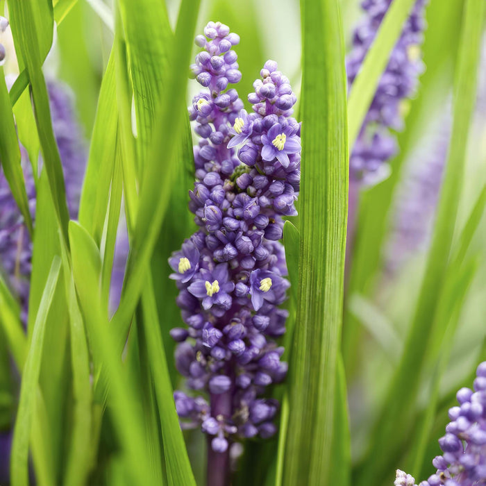 Liriope Muscari 'Big Blue - 12X H25Cm D9Cm