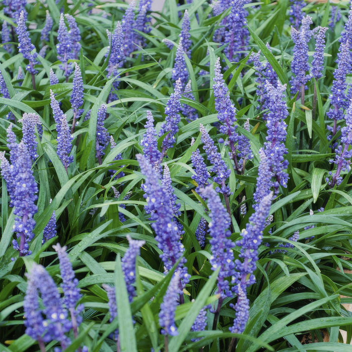 Liriope Muscari 'Big Blue - 12X H25Cm D9Cm