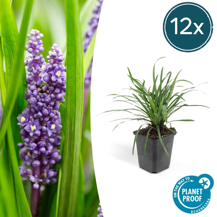 Liriope Muscari 'Big Blue - 12X H25Cm D9Cm