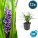 Liriope Muscari 'Big Blue - 12X H25Cm D9Cm