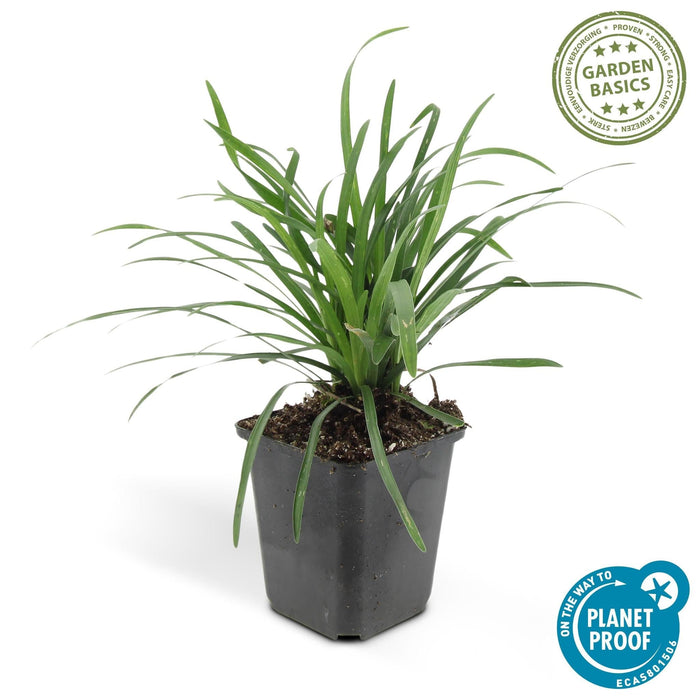 Liriope Muscari 'Big Blue - 12X H25Cm D9Cm