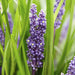 Liriope Muscari 'Big Blue - 20X H25Cm D9Cm