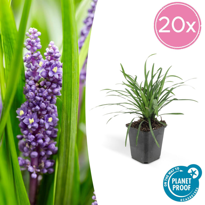 Liriope Muscari 'Big Blue - 20X H25Cm D9Cm