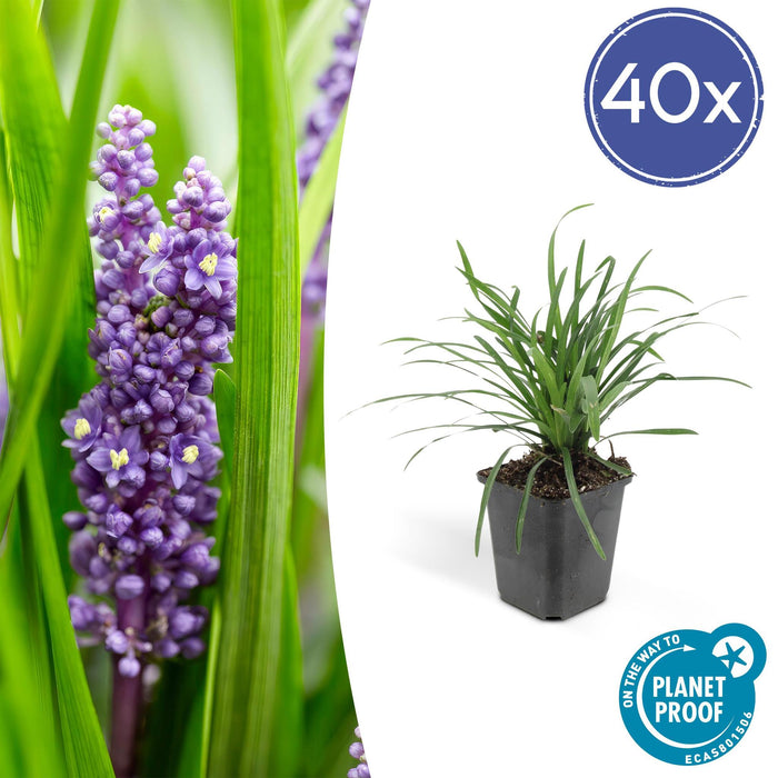 Liriope Muscari 'Big Blue - 40X H25Cm D9Cm