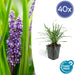 Liriope Muscari 'Big Blue - 40X H25Cm D9Cm