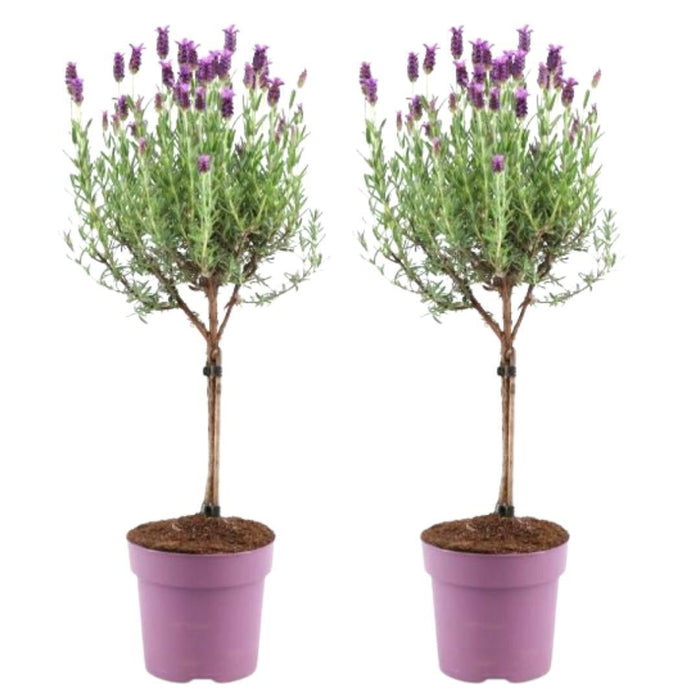 Sett Med 2 Anouk® Lavendelbusker - D15Cm - Uteplante