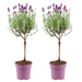 Sett Med 2 Anouk® Lavendelbusker - D15Cm - Uteplante