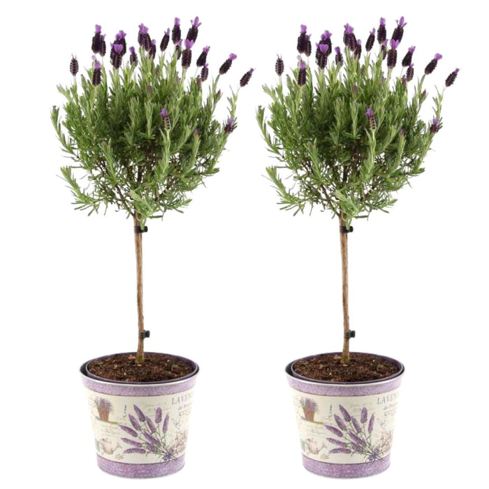 Sett Med 2 Anouk® Lavendelbusker - D15Cm - Uteplante