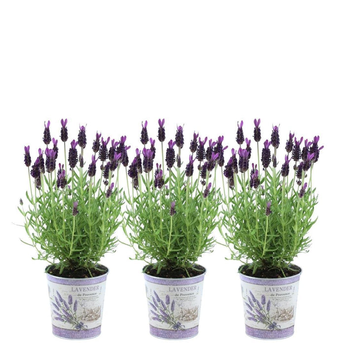 Sett Med 3 Anouk® Lavendelpotter - D13Cm - Uteplante