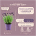 Sett Med 6 Anouk® Lavendelpotter - D12Cm - Uteplante