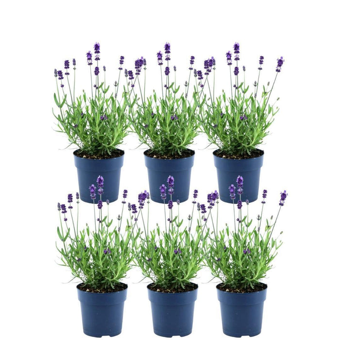 Sett Med 6 Anouk® Lavendelpotter - D12Cm - Uteplante