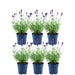 Sett Med 6 Anouk® Lavendelpotter - D12Cm - Uteplante