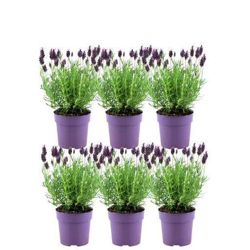 Sett Med 6 Anouk® Lavendelpotter - D12Cm - Uteplante