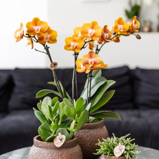 Sett Med 2 Orkideer Av Oransje Phalaenopsis - Multiflora-Blomster