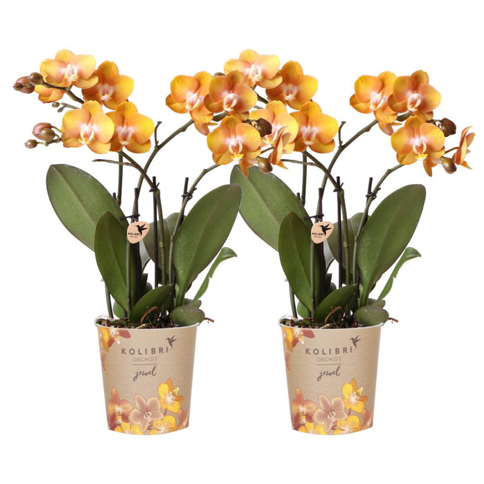 Sett Med 2 Orkideer Av Oransje Phalaenopsis - Multiflora-Blomster