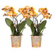 Sett Med 2 Orkideer Av Oransje Phalaenopsis - Multiflora-Blomster