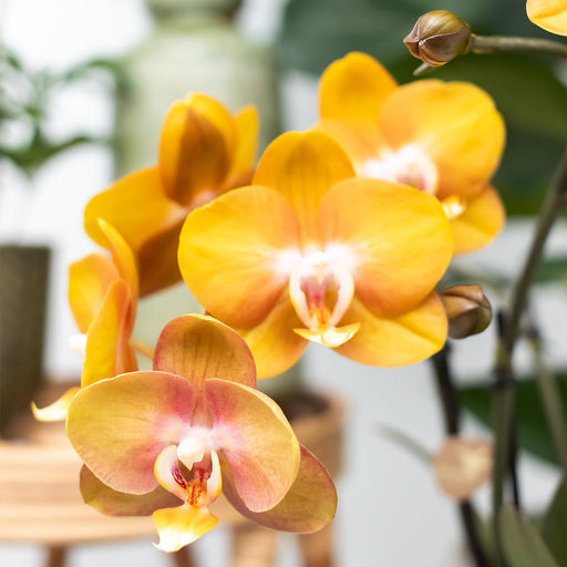 Sett Med 2 Orkideer Av Oransje Phalaenopsis - Multiflora-Blomster