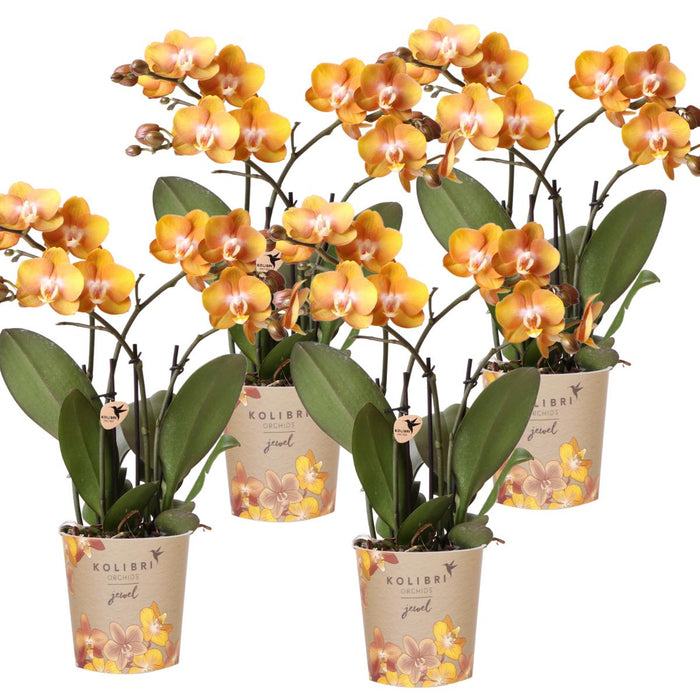 Sett Med 4 Oransje Phalaenopsis-Orkideer - Las Vegas