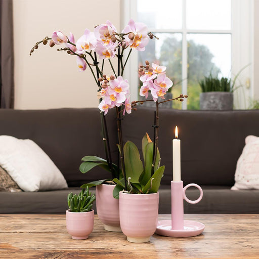 Sett Med 4 Rosa Phalaenopsis Orkideer - Stueplante