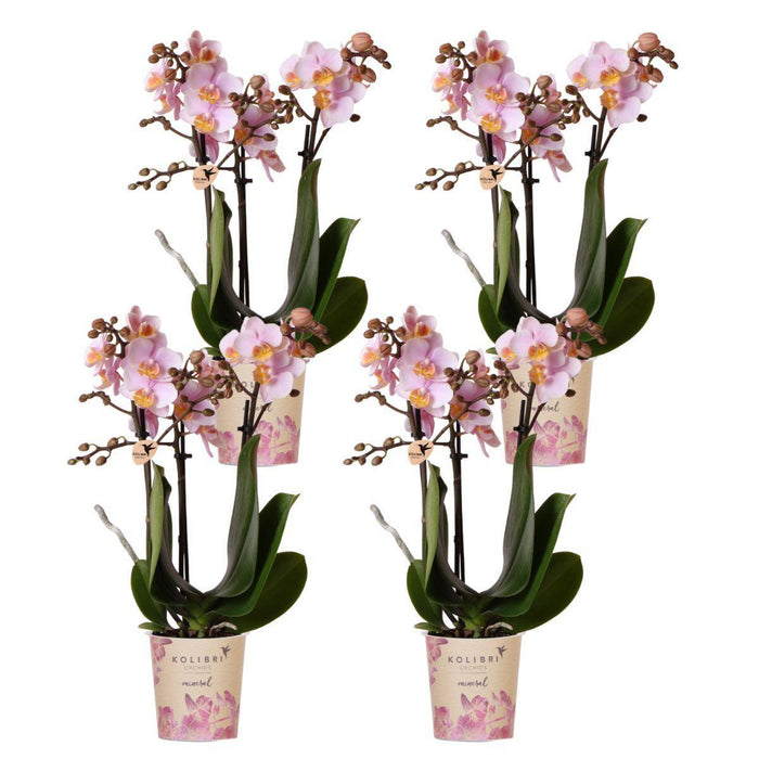 Sett Med 4 Rosa Phalaenopsis Orkideer - Stueplante