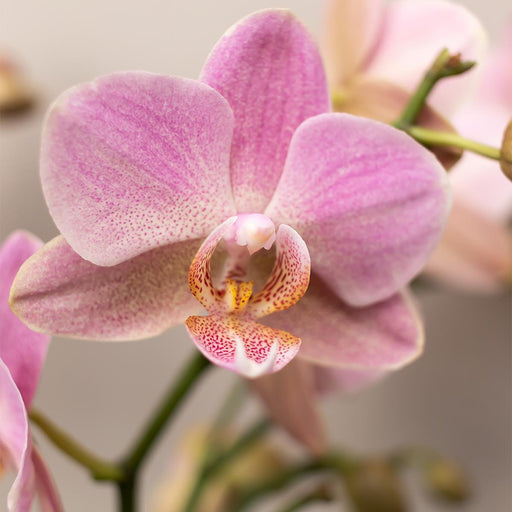 Sett Med 4 Rosa Phalaenopsis Orkideer - Stueplante