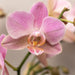 Sett Med 4 Rosa Phalaenopsis Orkideer - Stueplante