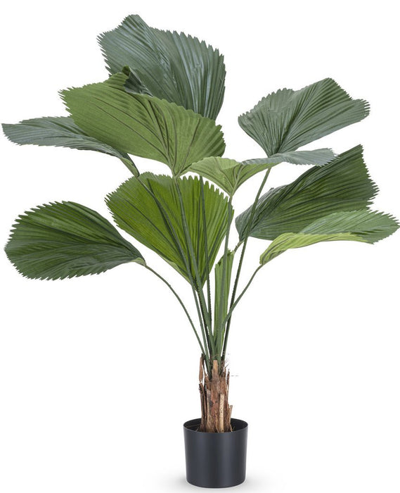 Lucuala Grandis - Stor Kunstig Plante