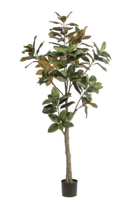 Magnolia Grandiflora Kunstig Plante - H180Cm, Ø15Cm