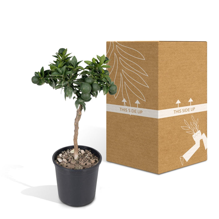 Mandarin Tre - 45 Cm - Ø15 - Fruktbusk - Uteplante