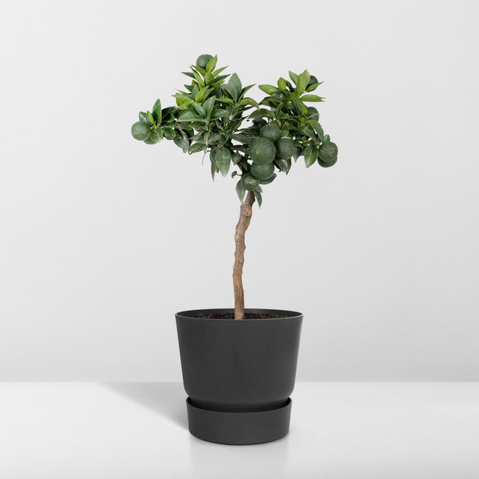 Mandarin Tre - 45 Cm - Ø15 - Fruktbusk - Uteplante