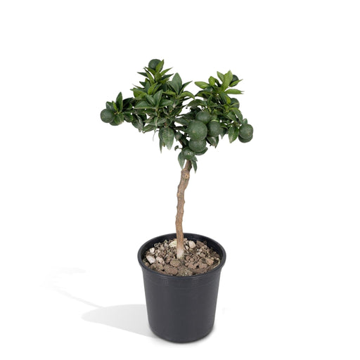 Mandarin Tre - 45 Cm - Ø15 - Fruktbusk - Uteplante