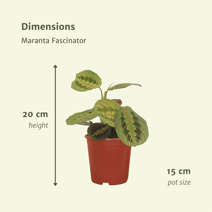 Maranta Fascinator - Sett Med 2