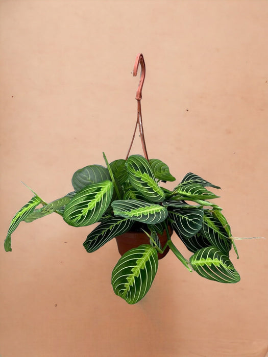 Maranta Sitronlime