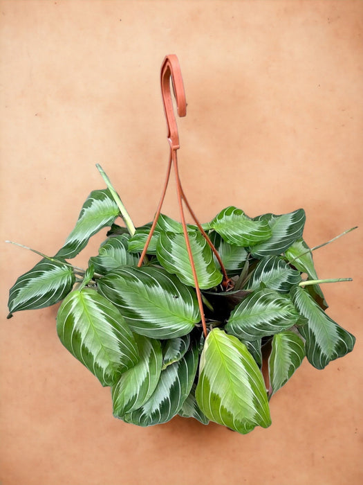 Maranta Silverband